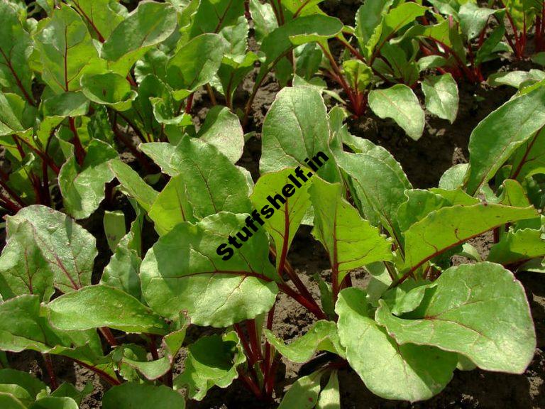 Beet and Chard Growing Problems and Solutions