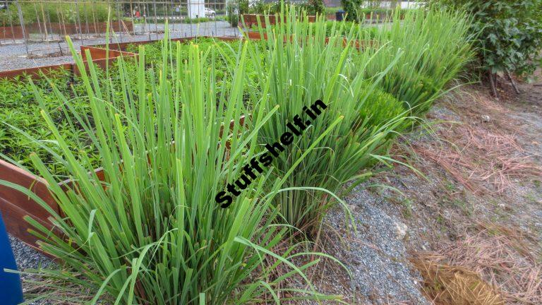 Lemongrass Growing Tips