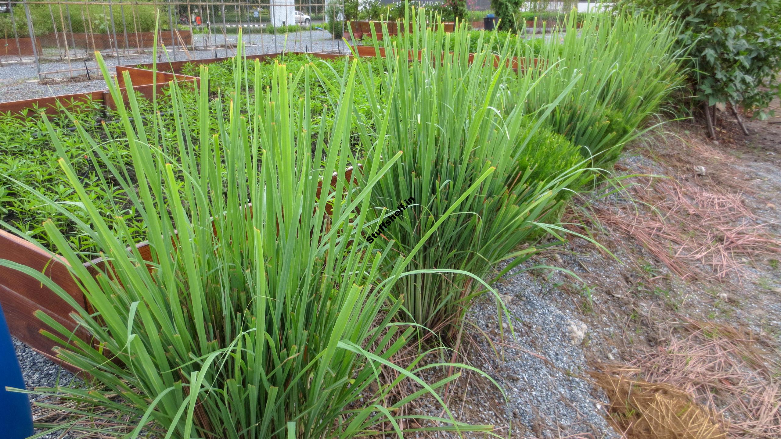 Lemongrass Growing Tips