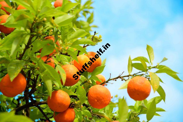 Oranges for Backyard Gardens Harvest to Table