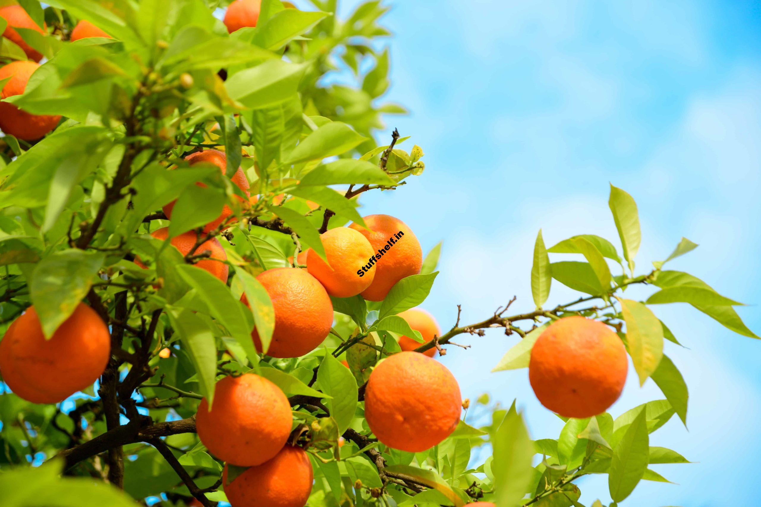 Oranges for Backyard Gardens – Harvest to Table