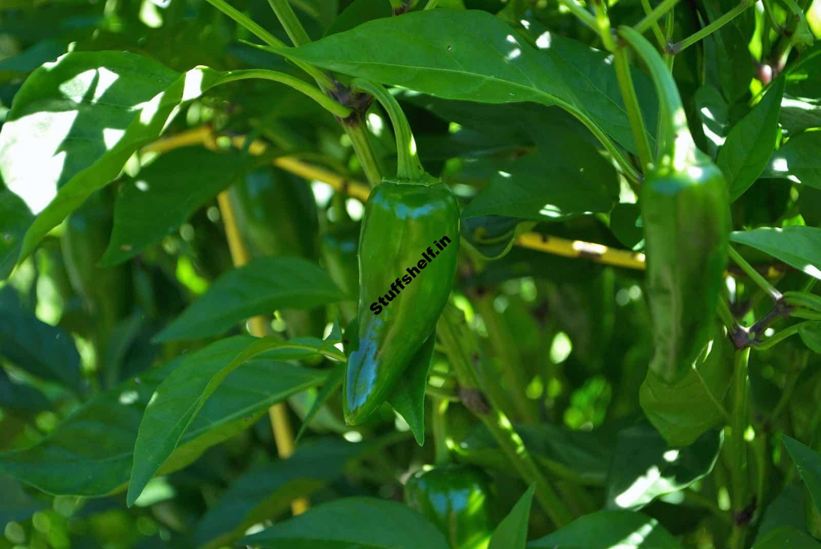 How to Plant, Grow, and Harvest Hot Peppers