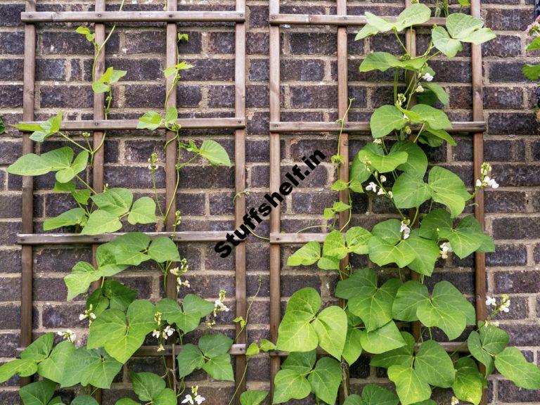 Container Growing BeansPlant Grow and Harvest Tips