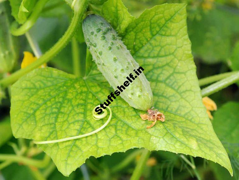 Container Growing Cucumbers Plant Grow and Harvest Tips