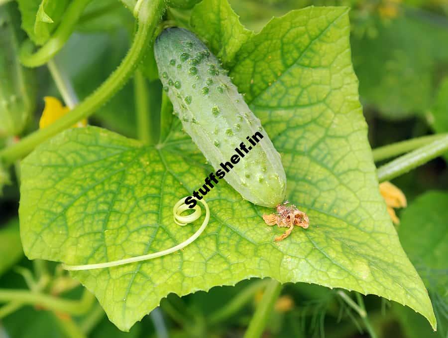 Container Growing Cucumbers – Plant, Grow, and Harvest Tips