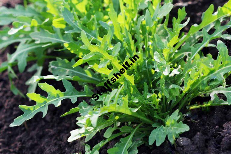 How to Plant Grow and Harvest Arugula