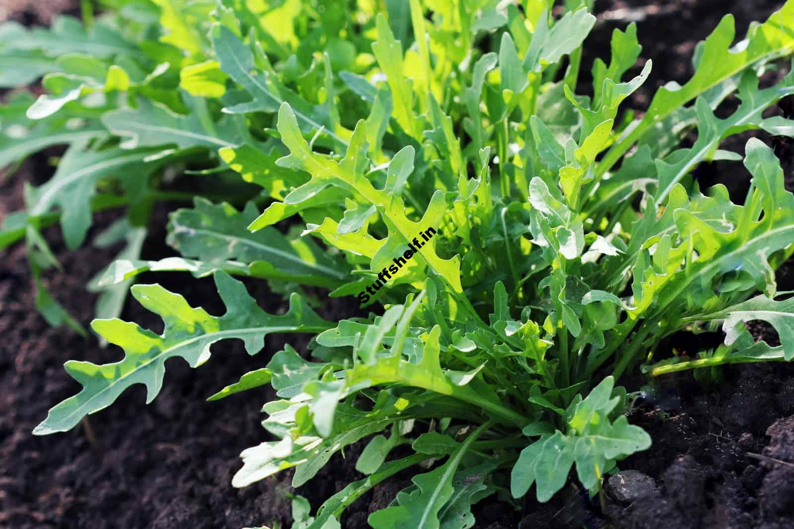 How to Plant, Grow, and Harvest Arugula