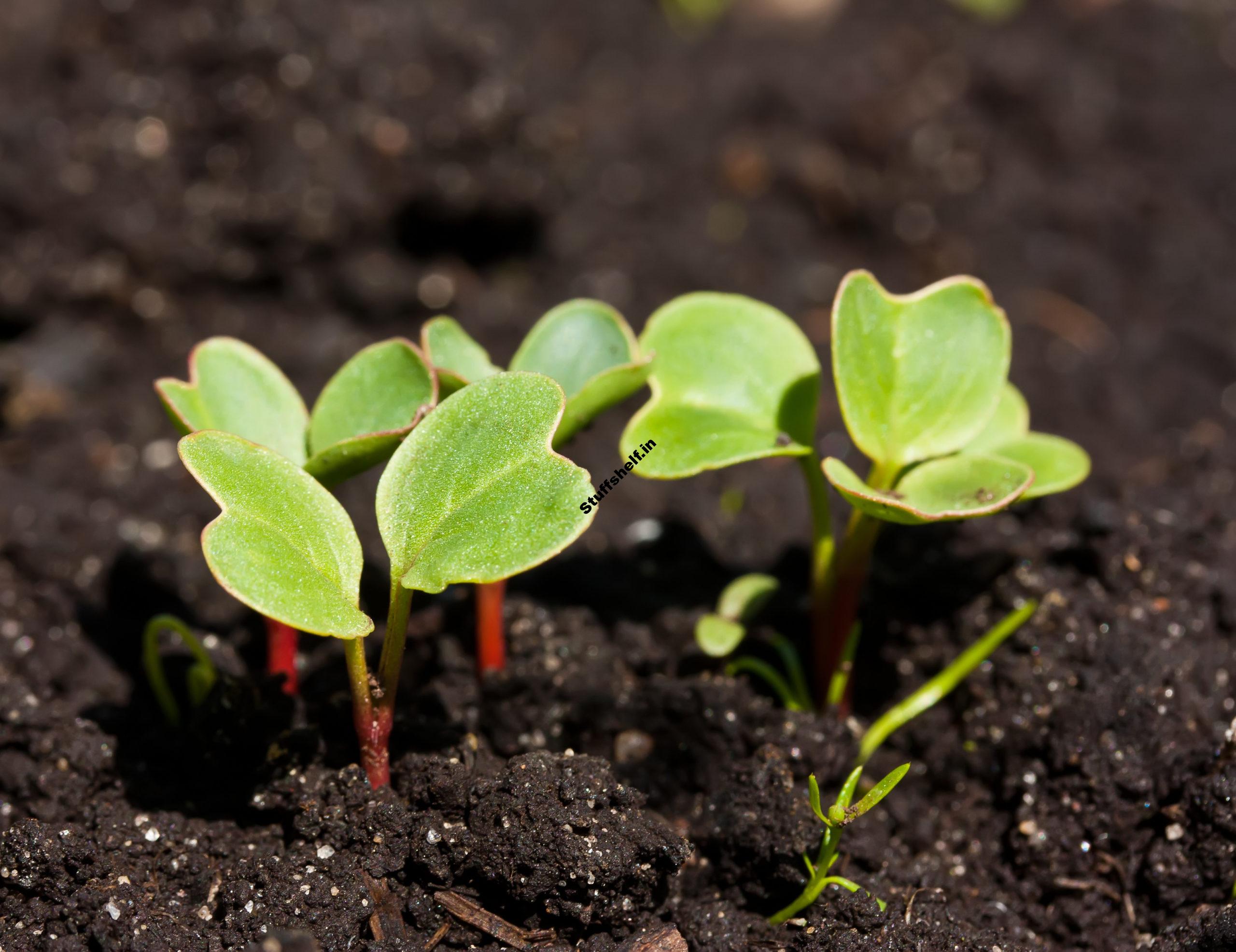 How to Plant, Grow, and Harvest Radishes