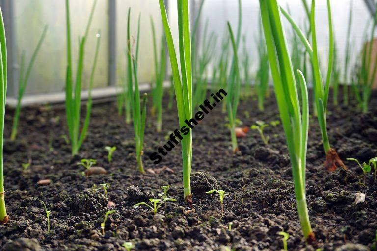 How to Plant Grow and Harvest Scallions