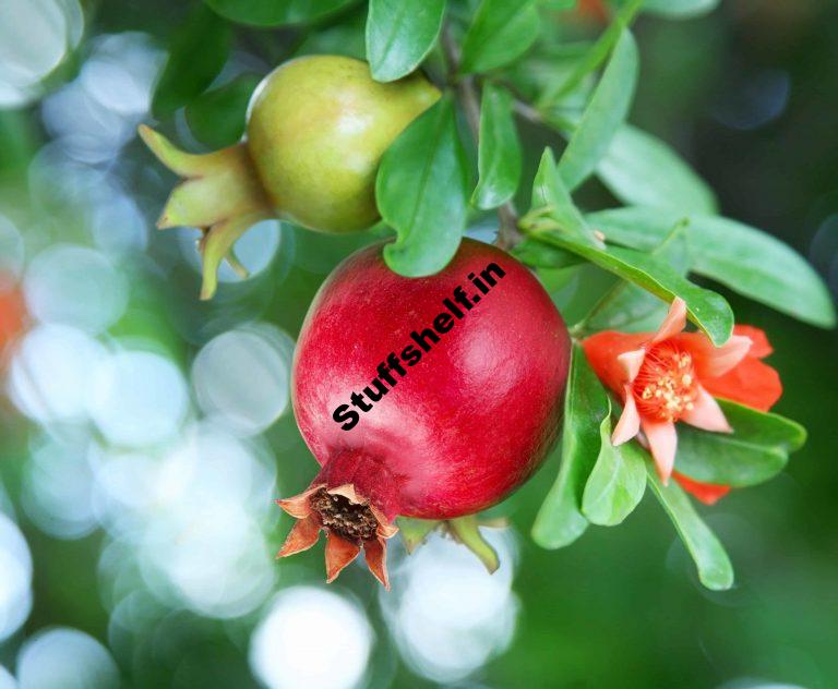 How to Plant Grow and Harvest Pomegranates