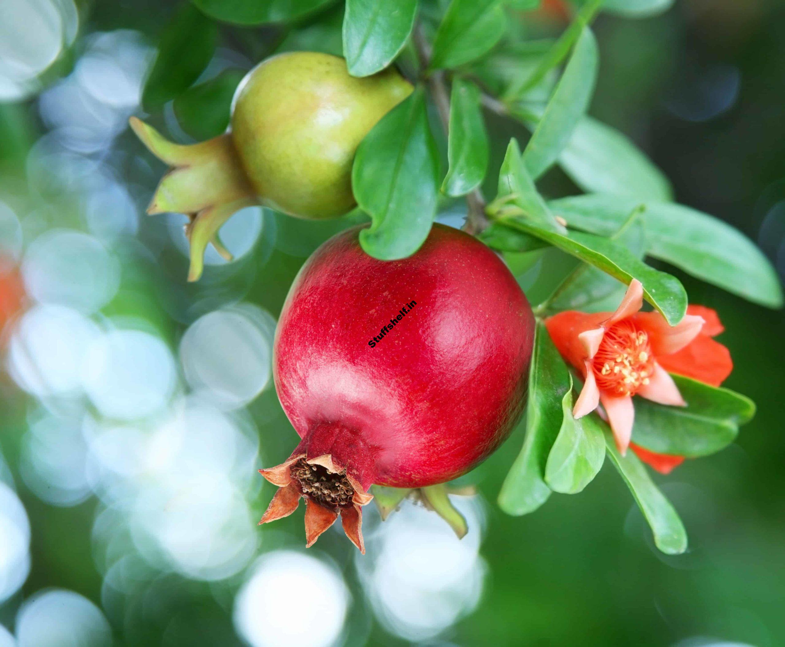 How to Plant Grow and Harvest Pomegranates