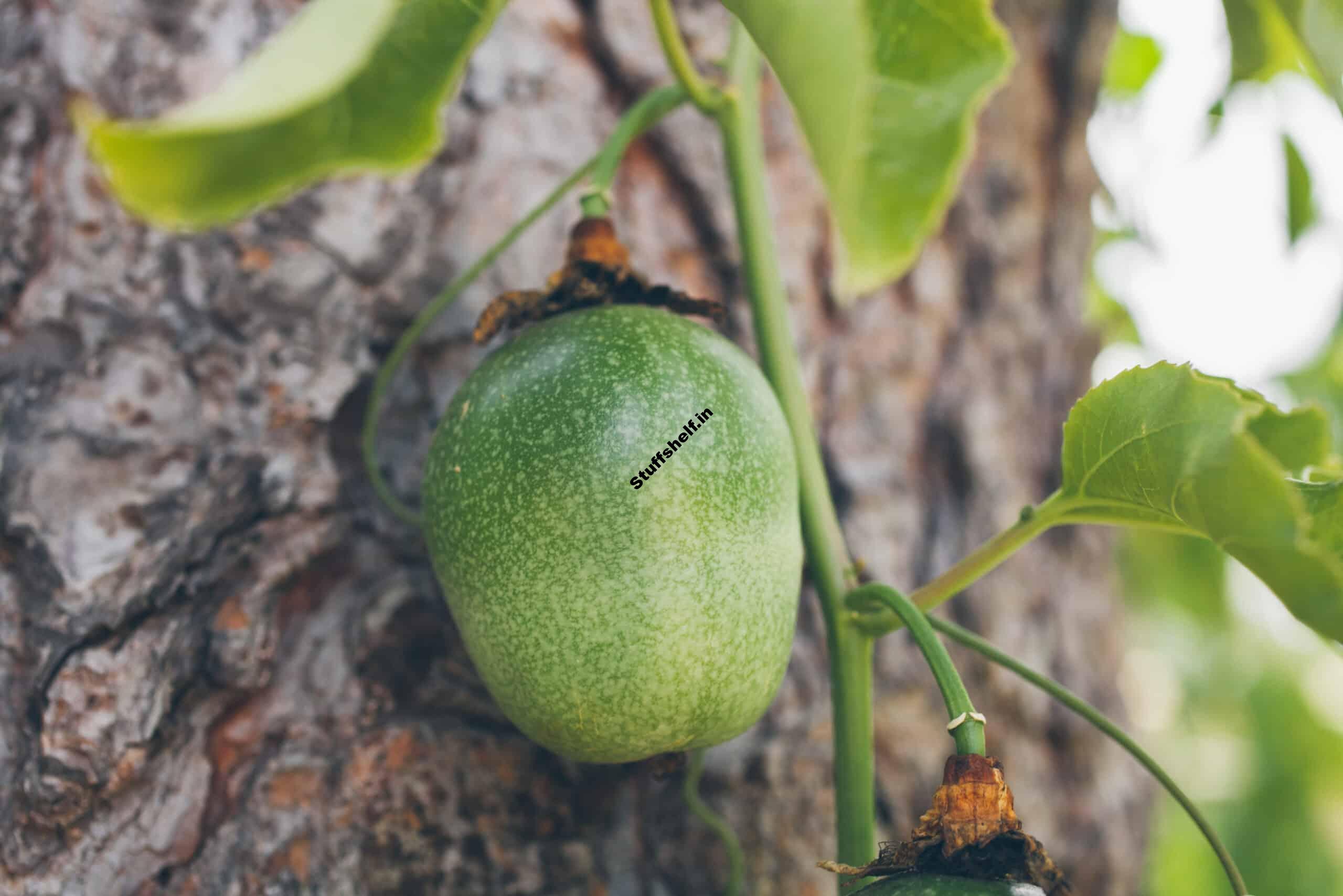 How to Plant Grow and Harvest Passion Fruit