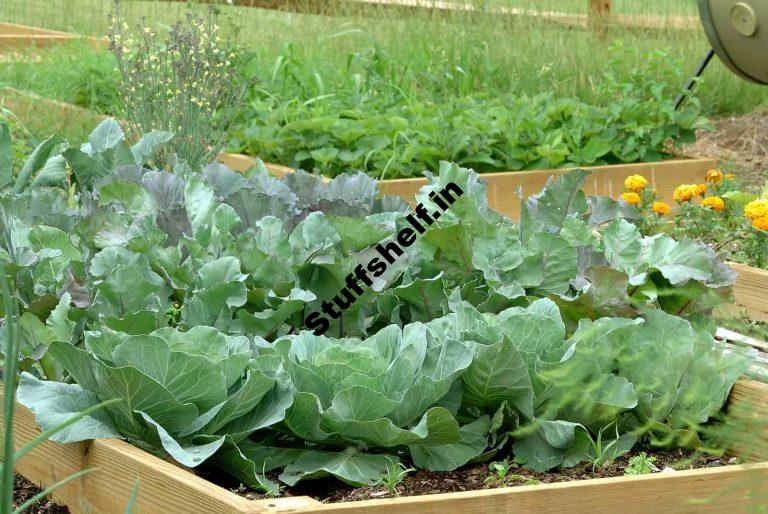 How to Plant Grow and Harvest Cabbage