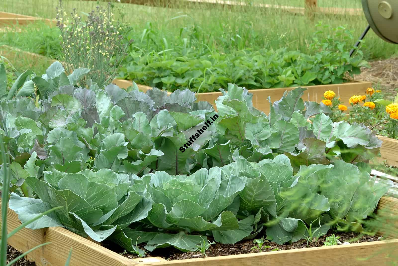 How to Plant Grow and Harvest Cabbage