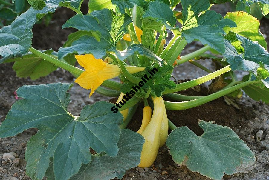 Squash Growing Tips Harvest to Table