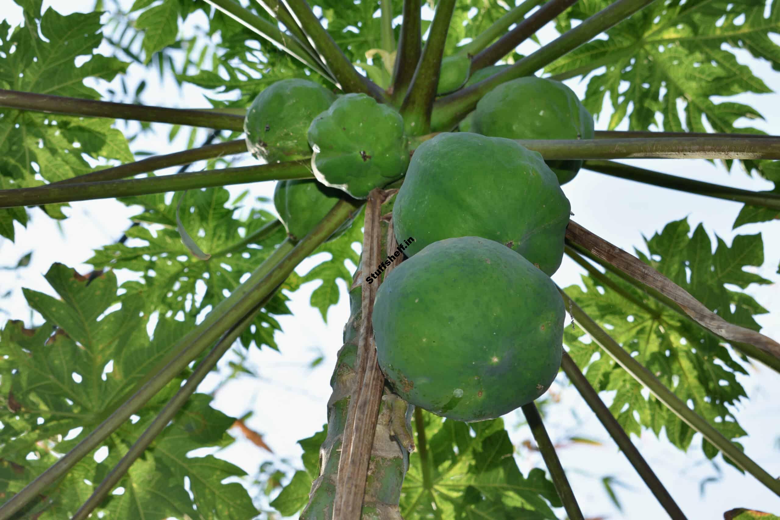 How to Plant Grow and Harvest Papaya