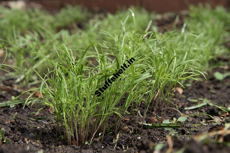 How to Plant, Grow, and Harvest Dill -Harvest to Table