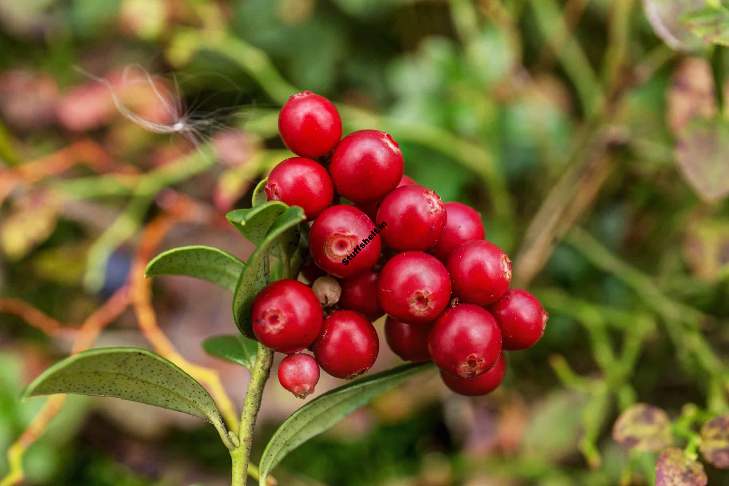 How to Plant, Grow, and Harvest Cranberry Plants-Harvest to Table