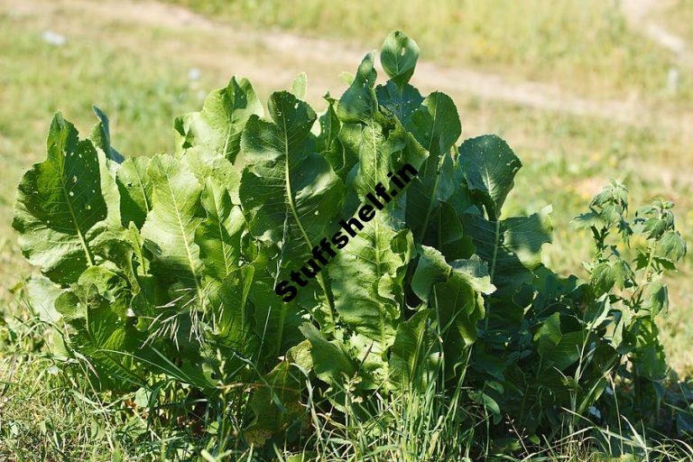 How to Plant Grow and Harvest Horseradish