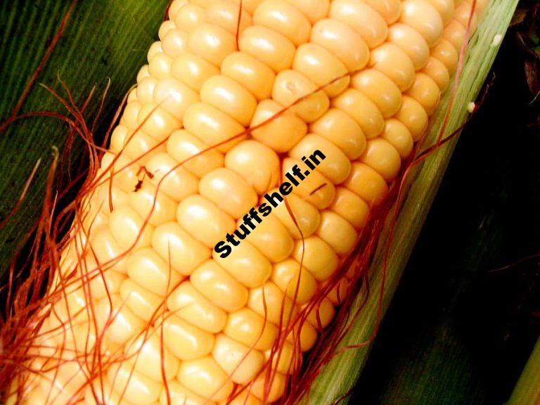 How to Plant Grow and Harvest Sweet Corn