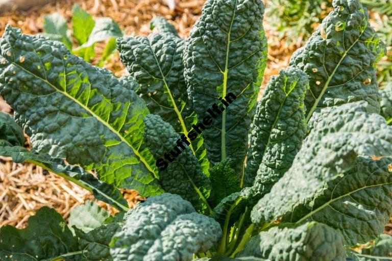 How to Plant Grow and Harvest Kale