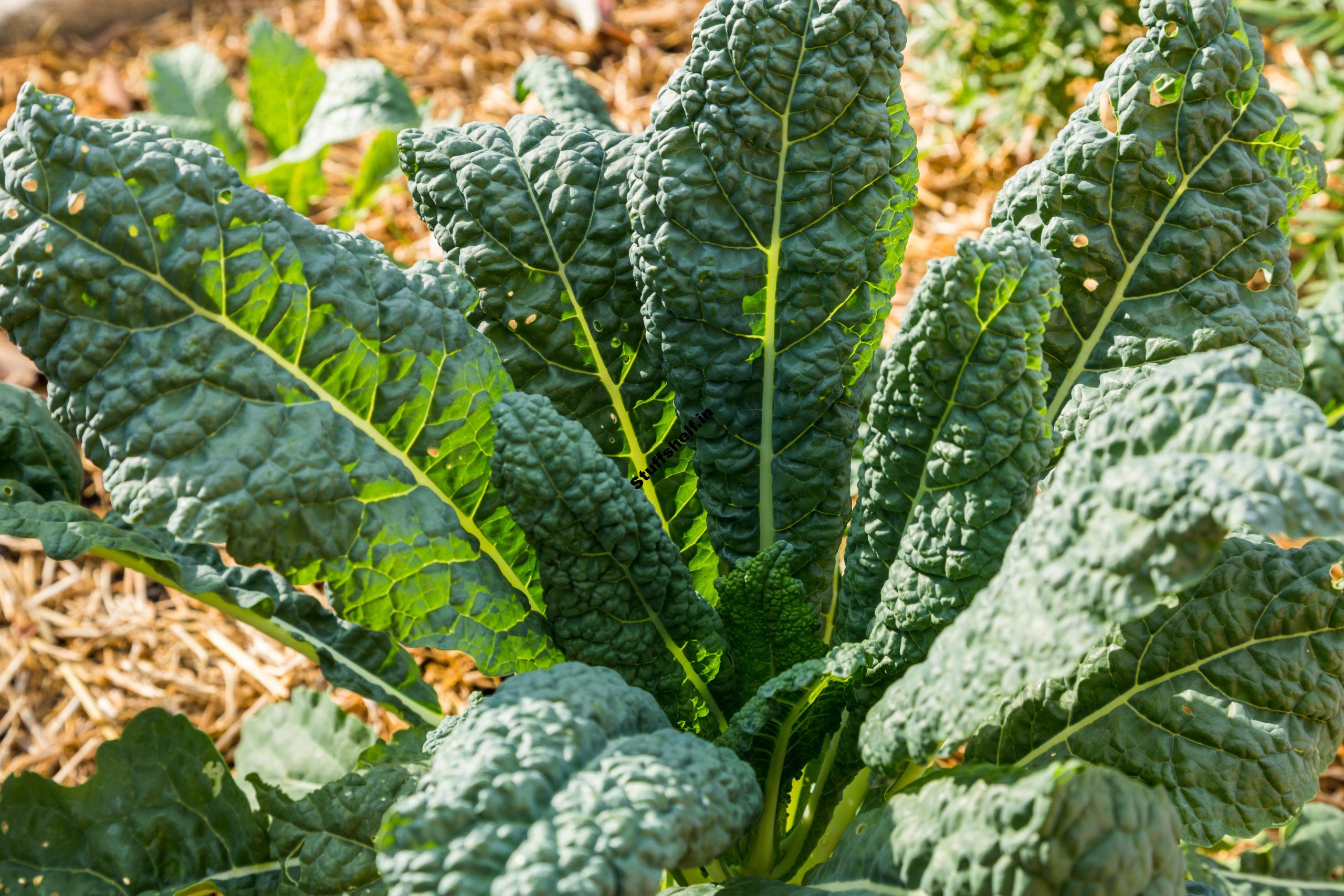 How to Plant, Grow, and Harvest Kale