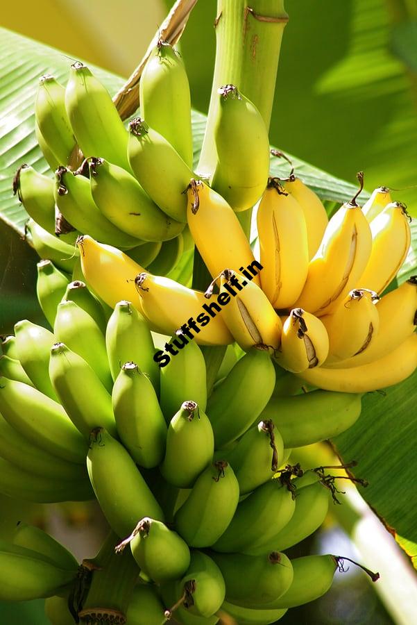 Discover ways to Plant, Increase, and Harvest Banana Trees