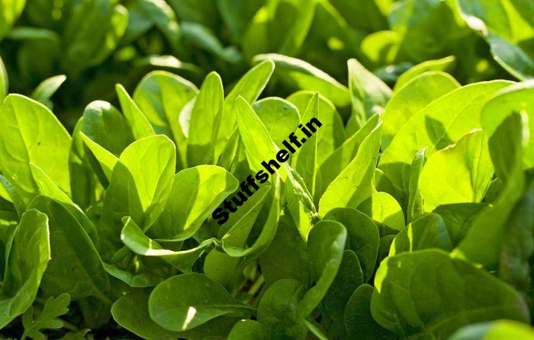 How to Plant Grow and Harvest Spinach