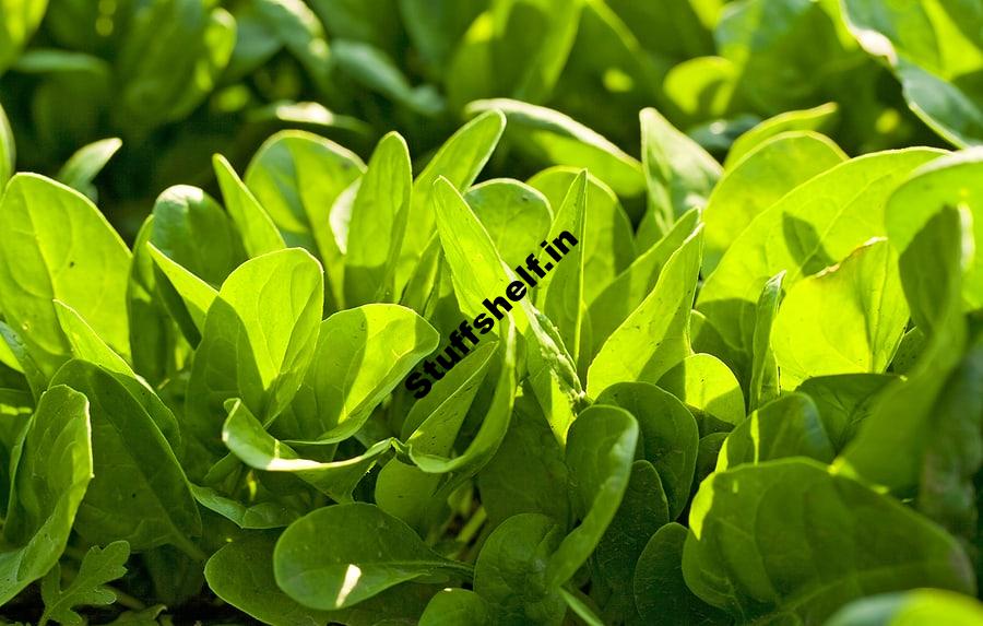 How to Plant, Grow, and Harvest Spinach