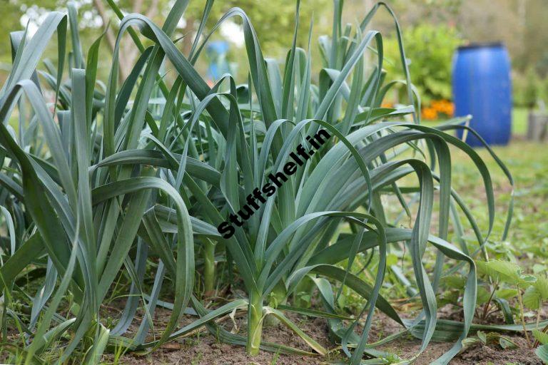 How to Plant Grow and Harvest Leeks