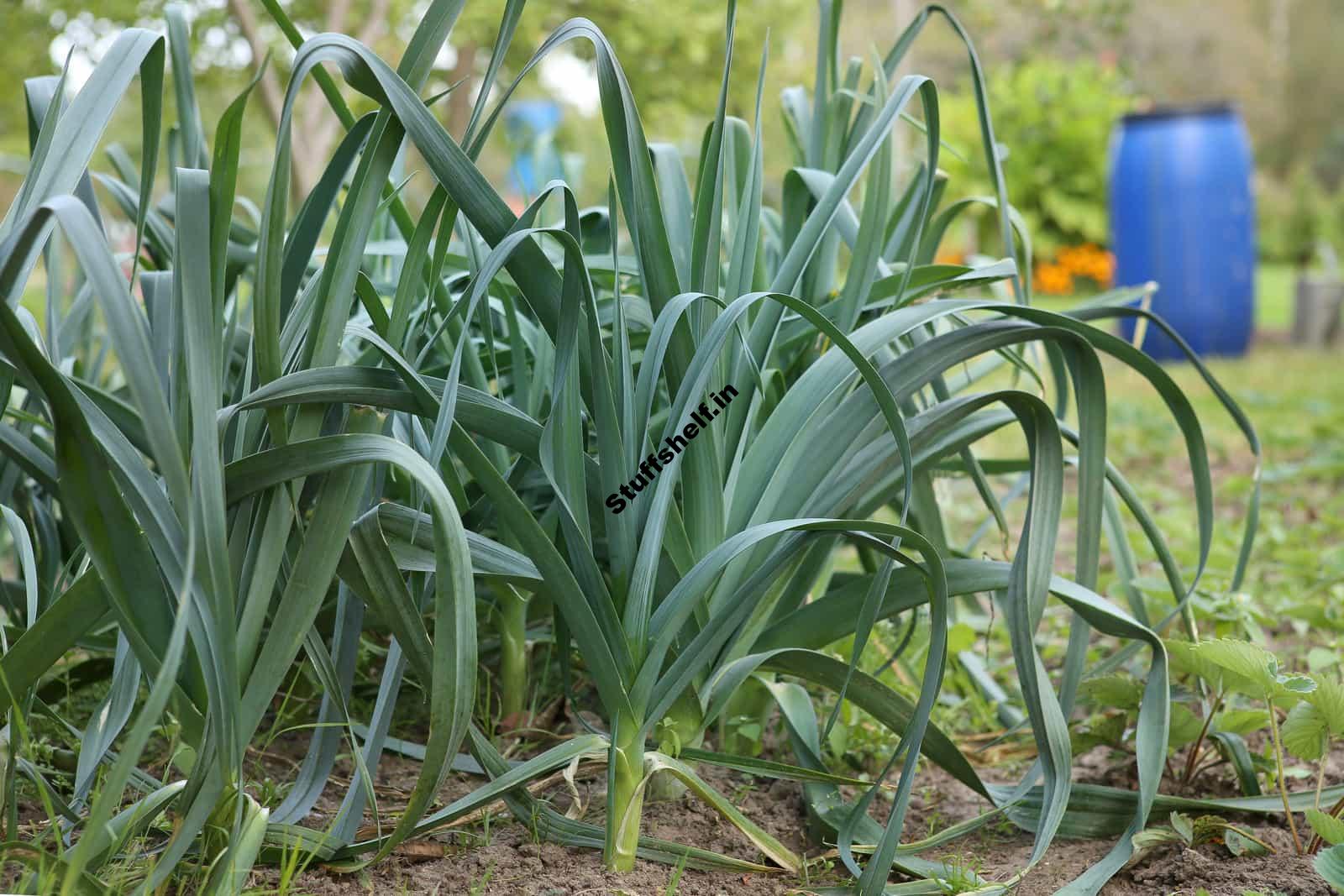 How to Plant Grow and Harvest Leeks