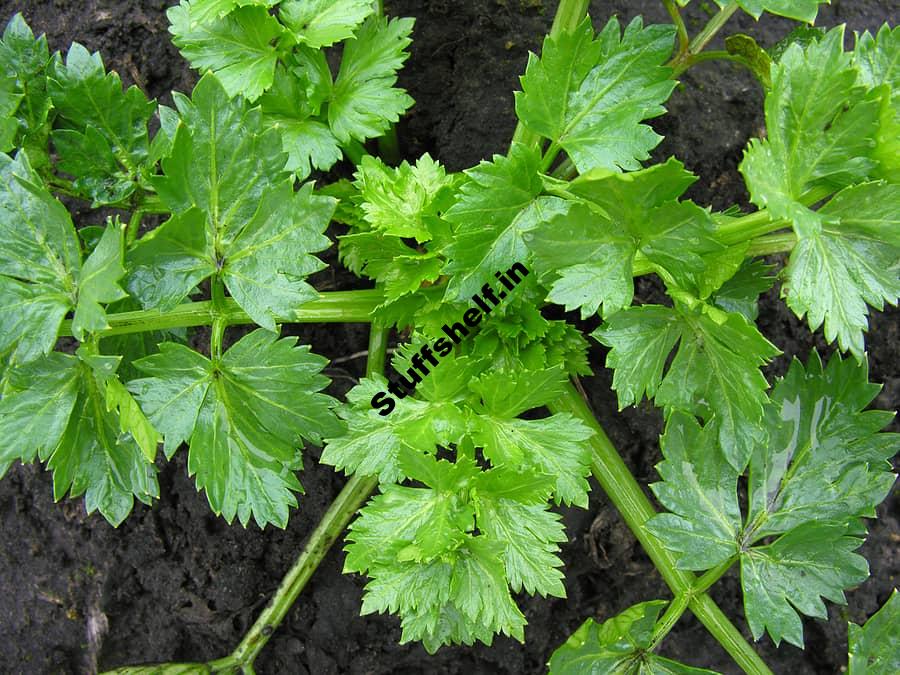 How to Plan Grow and Harvest Celery