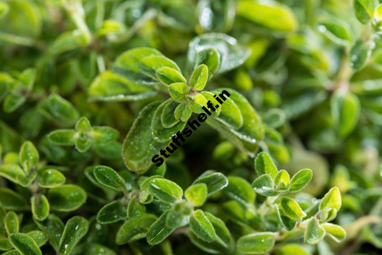 How to Plant Grow and Harvest Oregano