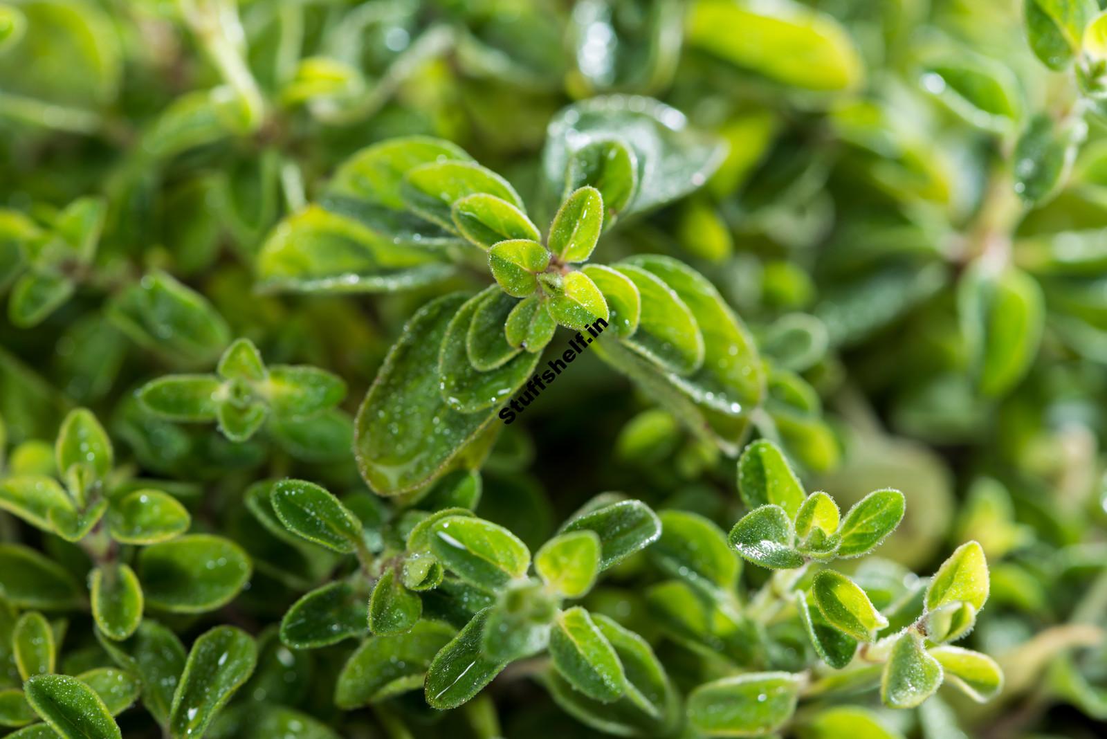 How to Plant, Grow, and Harvest Oregano