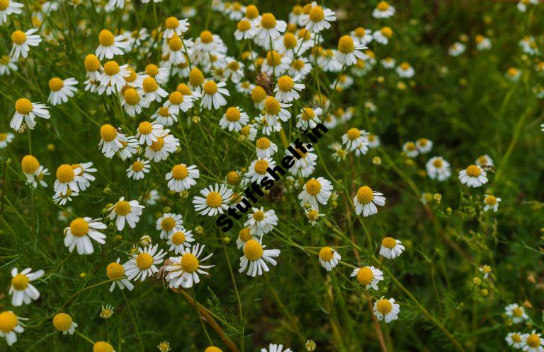 How to Plant Grow and Harvest Chamomile