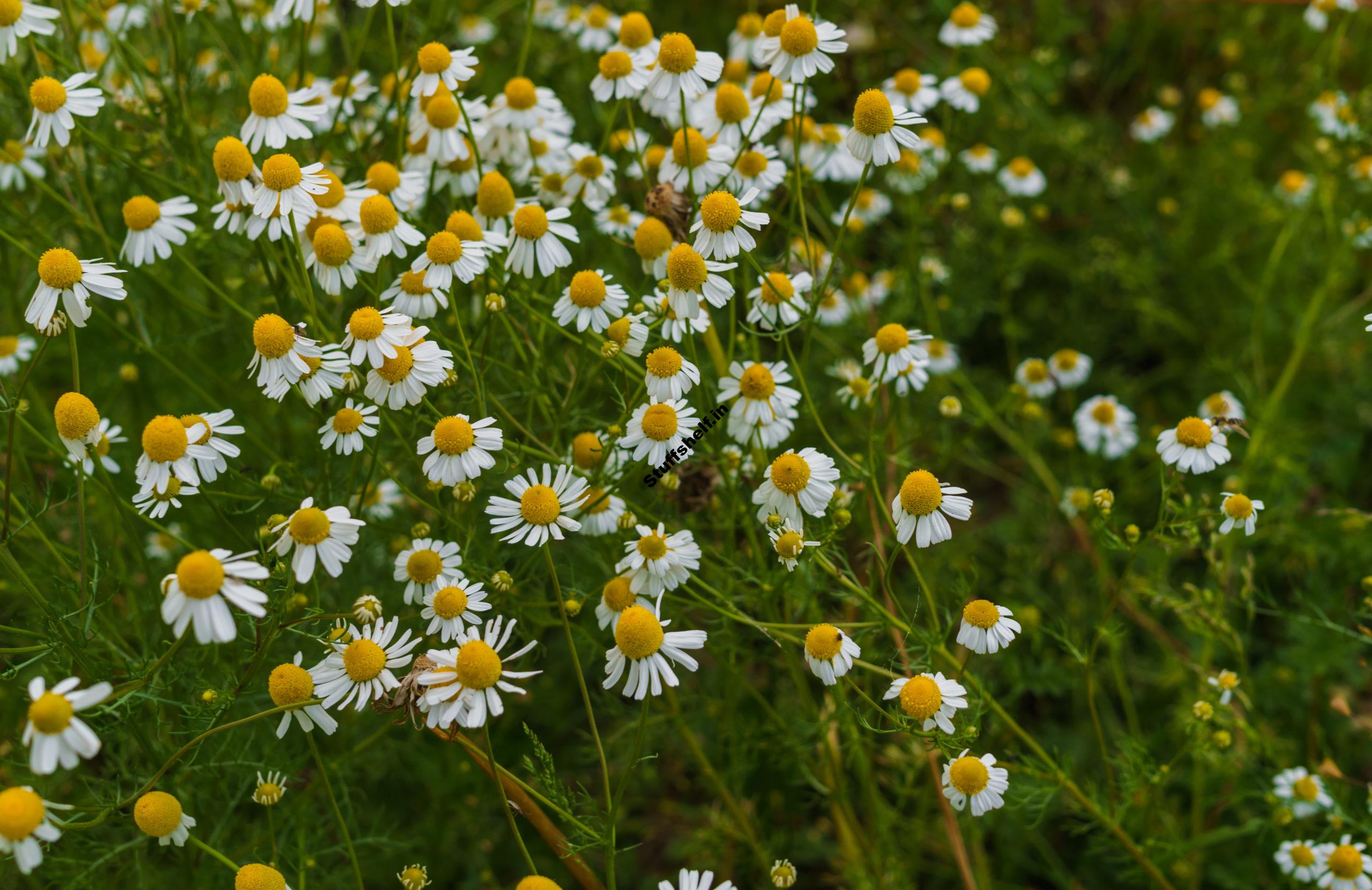 How to Plant Grow and Harvest Chamomile