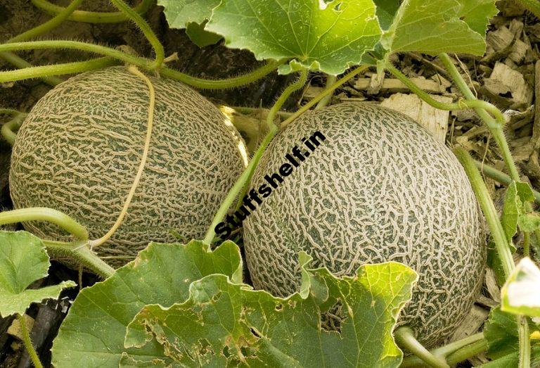 How to Plant Grow and Harvest Melons