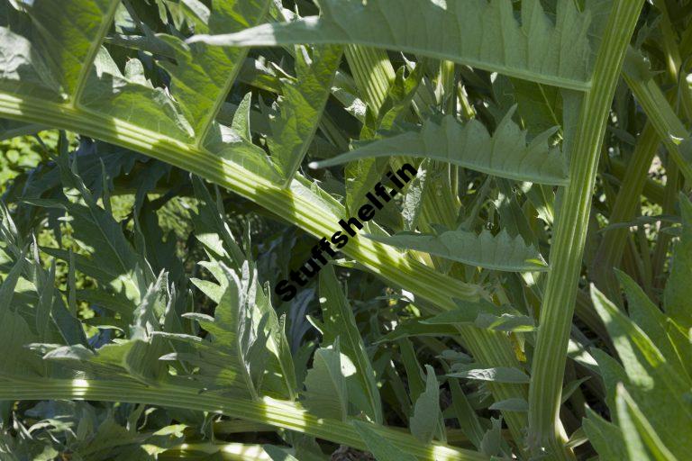 How to Plant Grow and Harvest Cardoon