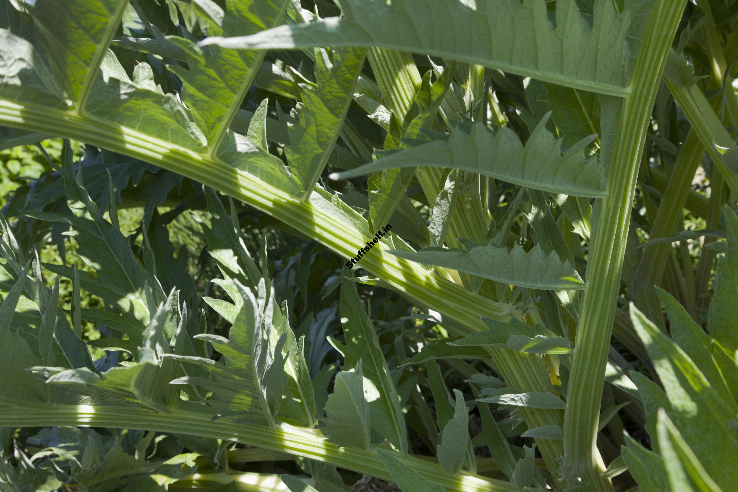 How to Plant Grow and Harvest Cardoon