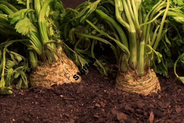 How to Plant Grow and Harvest Celeriac