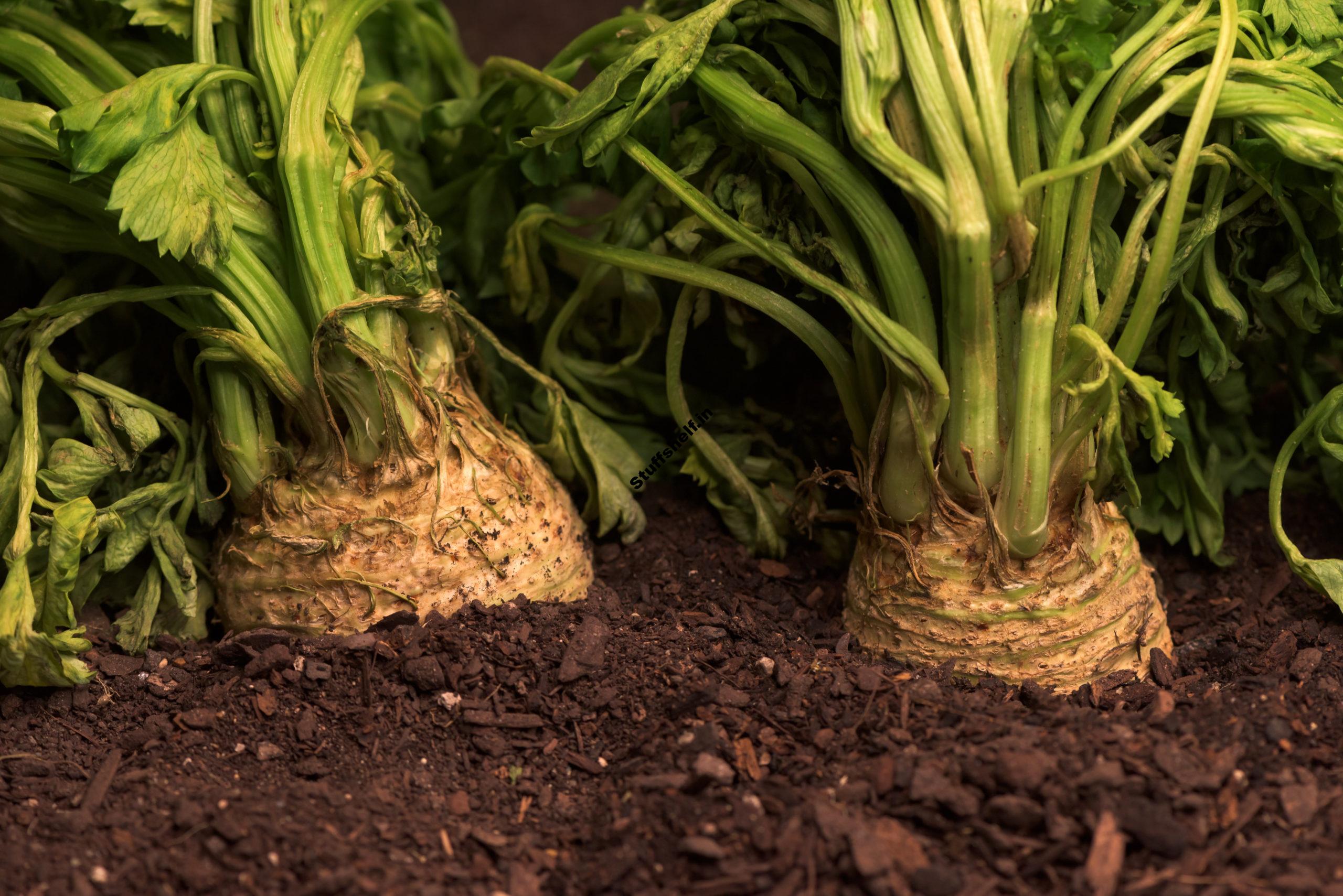 How to Plant Grow and Harvest Celeriac