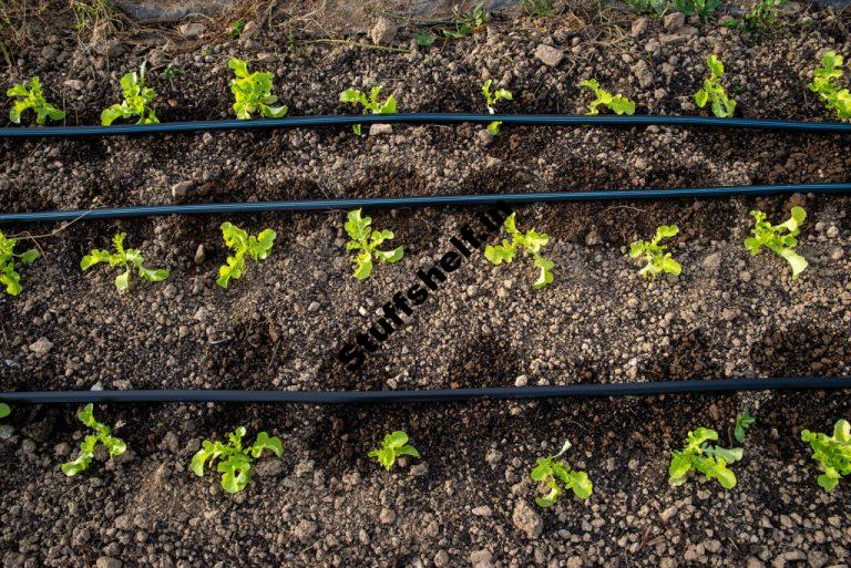 Planting the Autumn Winter and Spring Garden