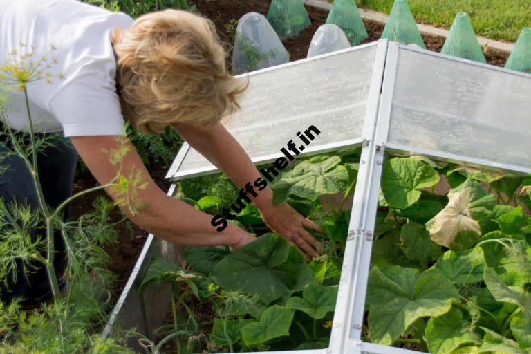 How to Extend the Vegetable Growing Season