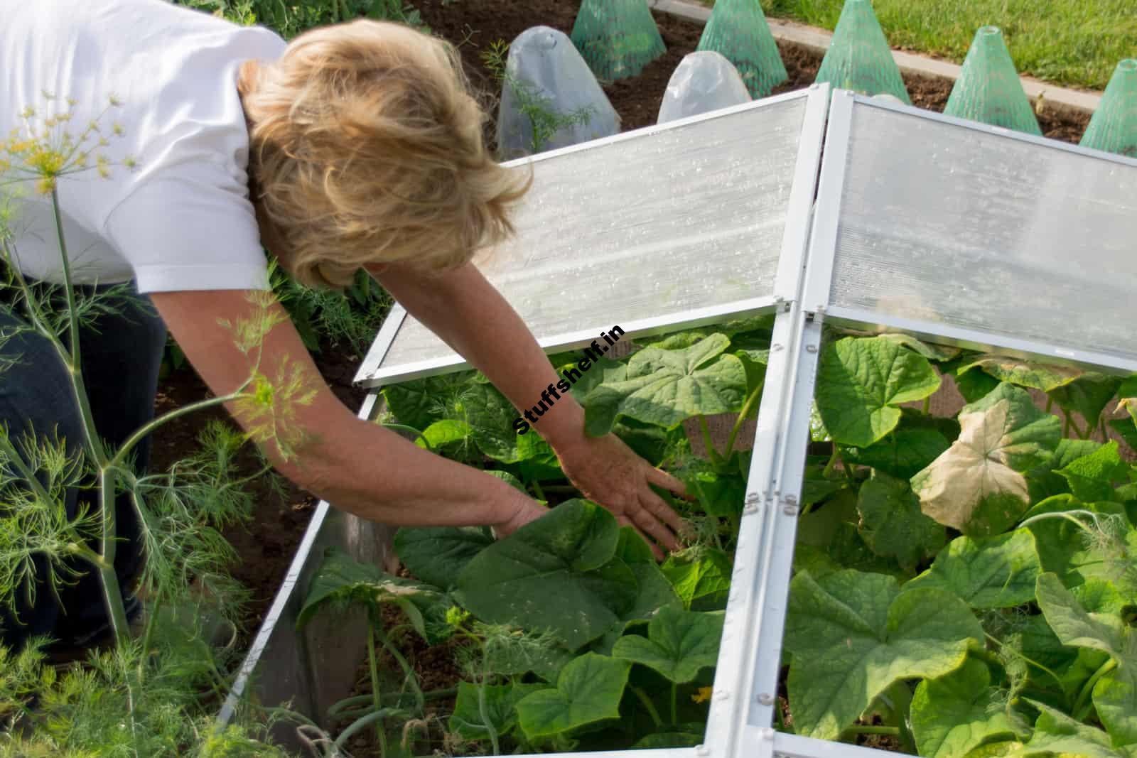 How to Extend the Vegetable Growing Season