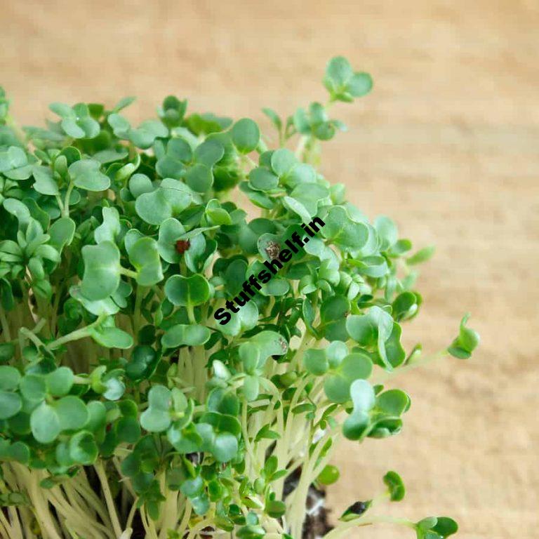 How to Plant Grow and Harvest Cress