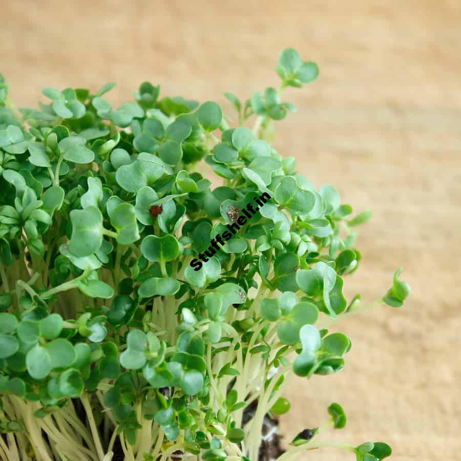 How to Plant, Grow, and Harvest Cress