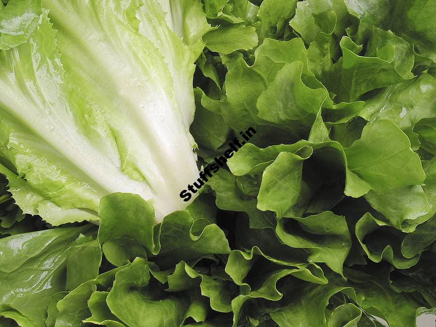 How to Grow Endive and Escarole