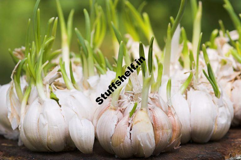 How to Plant Grow and Harvest Garlic