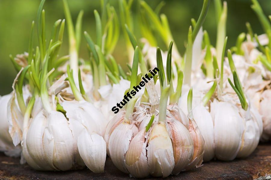 How to Plant, Grow, and Harvest Garlic