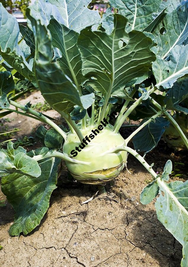 How to Plant Grow and Harvest Kohlrabi